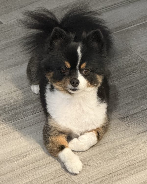 Kolbe, Lori's Pomeranian